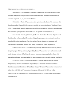 Morphological and Molecular results.— Morphology.—Examination