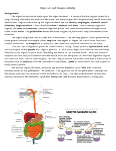 Digestion and Enzyme Activity Digestion and Enzyme Activity
