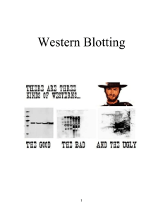 Western Blotting (Semi-dry)