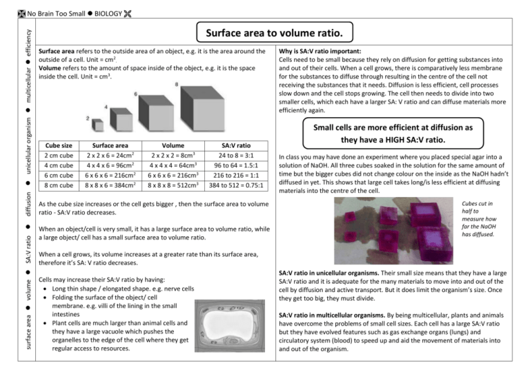 surface-area-to-volume-ratio