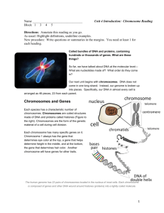 Chromosomes and Genes
