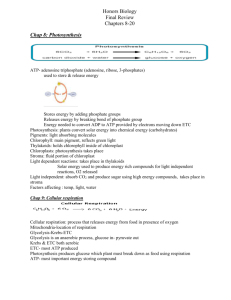 Chap 8: Photosynthesis