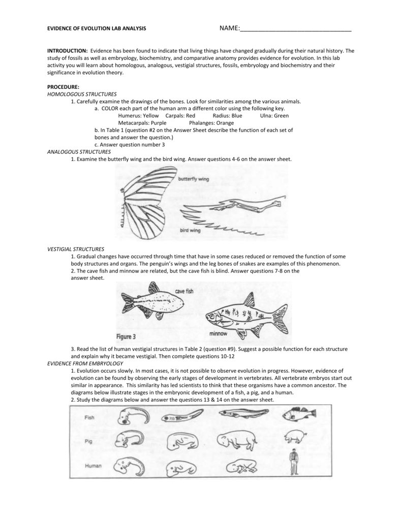 EVIDENCE OF EVOLUTION LAB ANALYSIS NAME Throughout Evidence Of Evolution Worksheet Answers