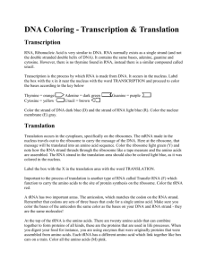 DNA Coloring - Transcription & Translation