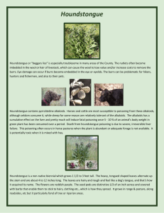 Houndstongue - Johnson County Weed & Pest