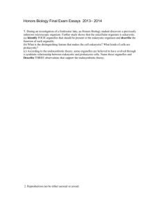 Honors Biology Final Exam Essays 2013– 2014 1. During an