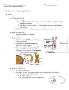 Name: Date: Study Guide: Mitosis and Meiosis Review Genetic