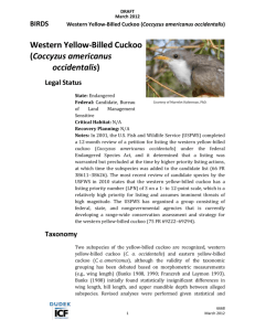 Western Yellow-billed Cuckoo