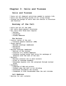 Chapter 3: Cells and Tissues