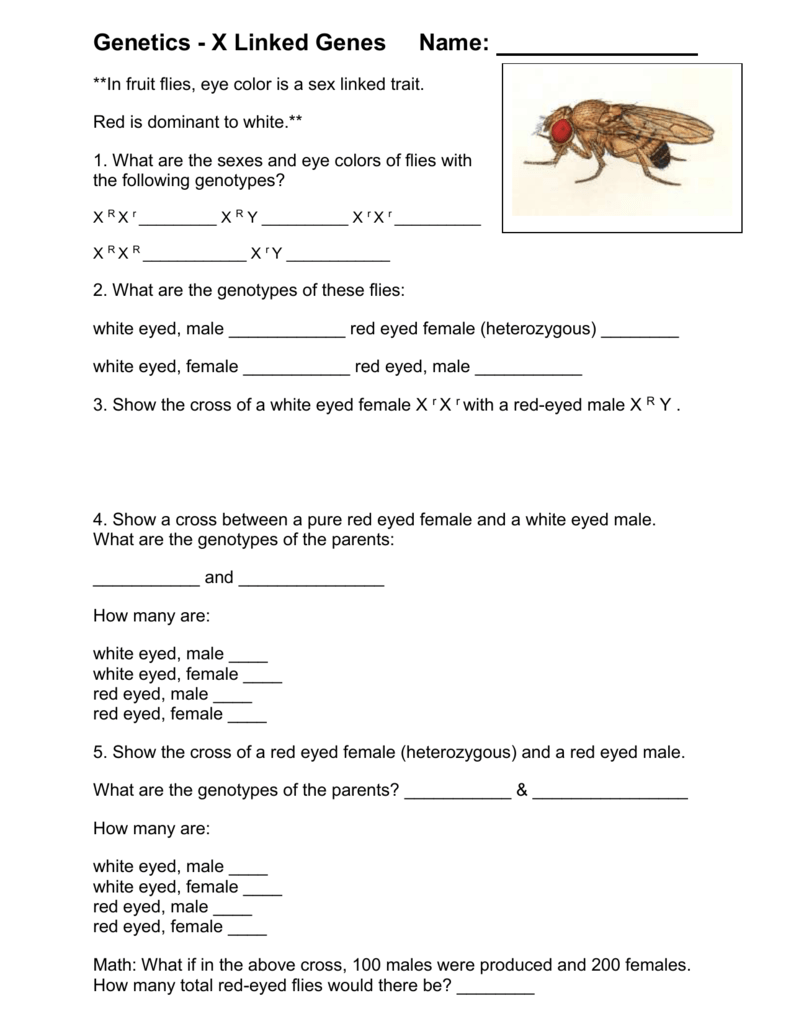 white eyed, female ______ red eyed, male With Genetics X Linked Genes Worksheet