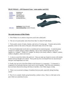 Detailed Pilot Whale Information - Whales and Dolphins of Tenerife