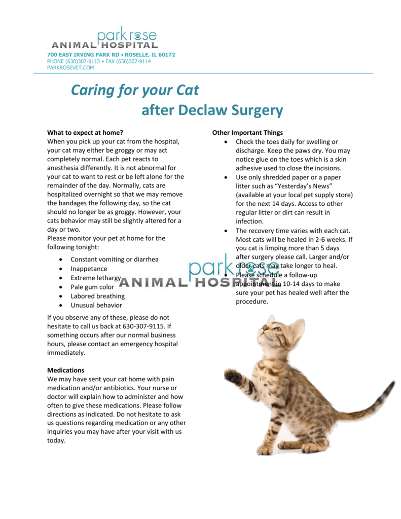 Caring For Your Cat After Declaw Surgery