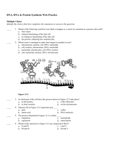 DNA, RNA & Protein Synthesis Web Practice Answer Section