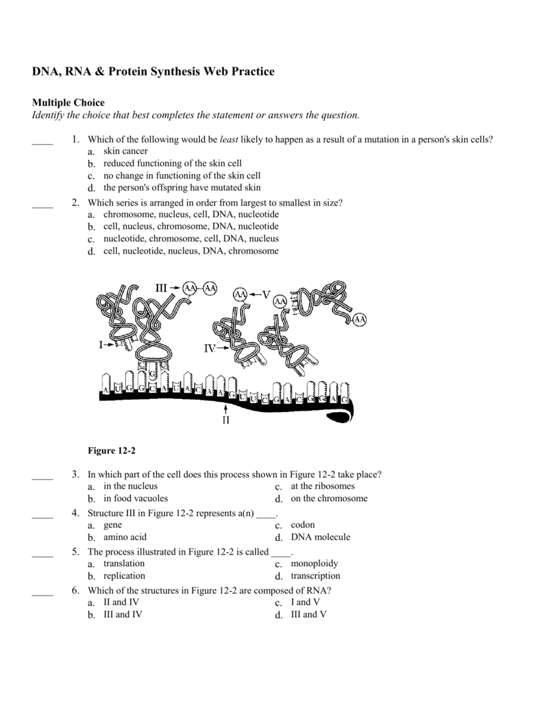 short answer questions on protein synthesis