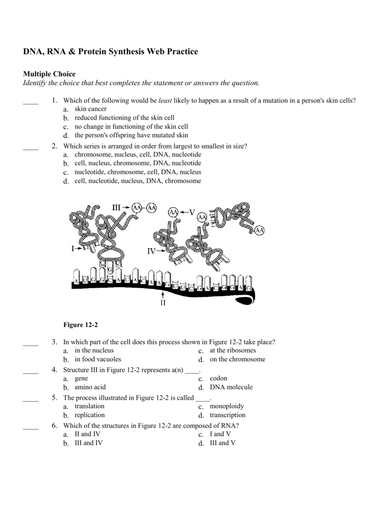 Dna And Rna Questions And Answers Pdf