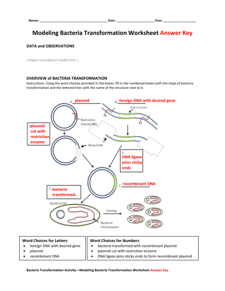 case study bacterial transformation worksheet