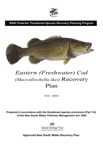 Eastern (freshwater) cod (Maccullochella ikei) recovery plan