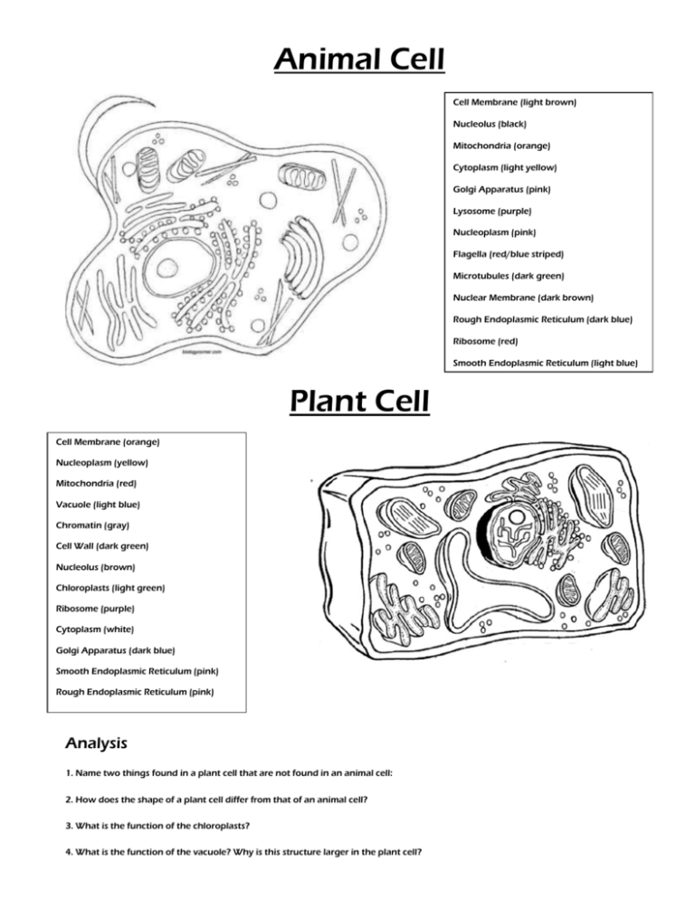 Types of Cells Diagram