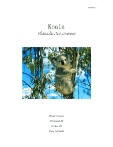 Koala Paper - oliviaunitycollege