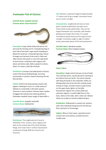 Freshwater Fish Field Guide - woodleigh-management-plan
