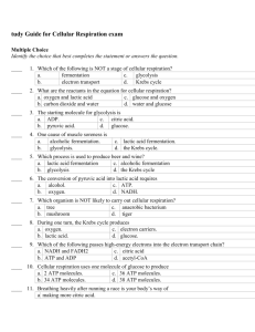 Study Guide for Cellular Respiration exam Answer Section