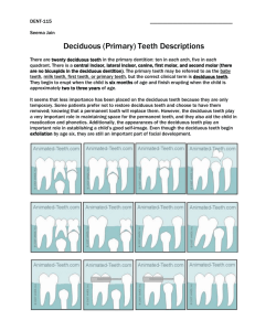Deciduous (Primary) Teeth Descriptions