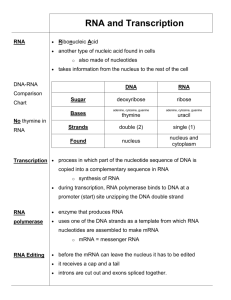 RNA and Transcription RNA