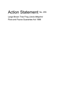 Large Brown Tree Frog (Litoria littlejohni)