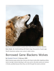 Borrowed Gene Blackens Wolves