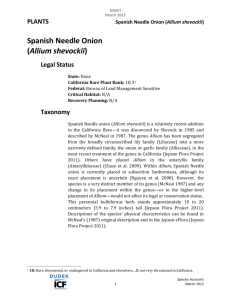 Spanish Needle Onion