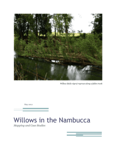 Willows in the Nambucca - Nambucca Valley Landcare