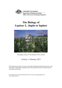The Biology of lupin L - Office of the Gene Technology Regulator