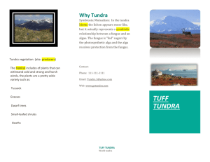 Tundra vegetation: (aka: producers)