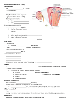 kidney and nephron diagram key - Westgate Mennonite Collegiate diagram of nephron w key 