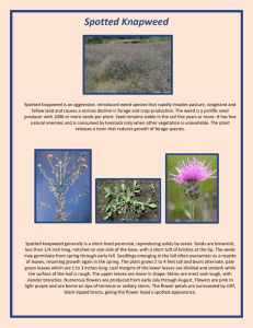 Spotted Knapweed - Johnson County Weed & Pest