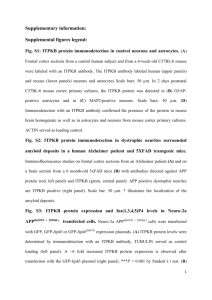 Fig. S1: ITPKB protein immunodetection in control neurons