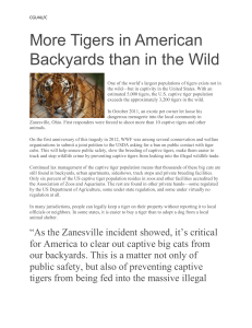 Tigers in American Backyards than in the Wild