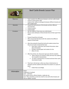 Beef Cattle Breeds Lesson Plan With Microsoft Word