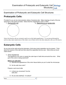 Examination of Prokaryotic and Eukaryotic Cell Structures