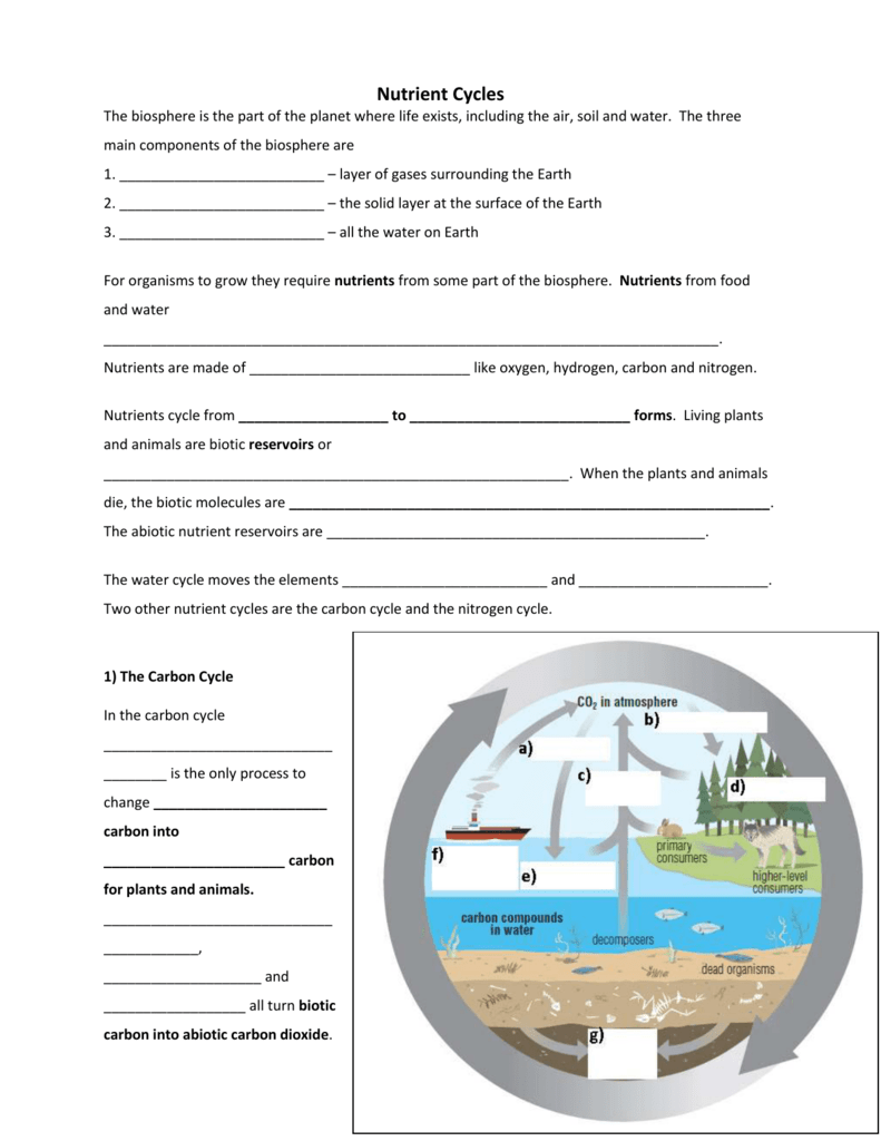 Nutrient Cycles With Nutrient Cycles Worksheet Answers