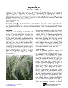 common barley Hordeum vulgare - Alaska Center for Conservation