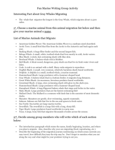 Fun Marine Migration Group Writing Act.