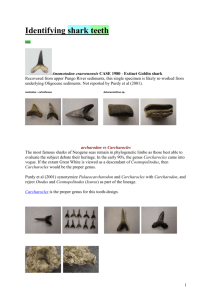 Key to common fossil shark teeth determination
