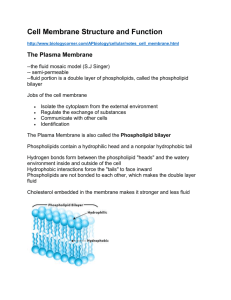 Cell Membrane Structure and Function