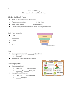 Plant Identification and Classification
