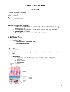 Lecture Outline - Tissues