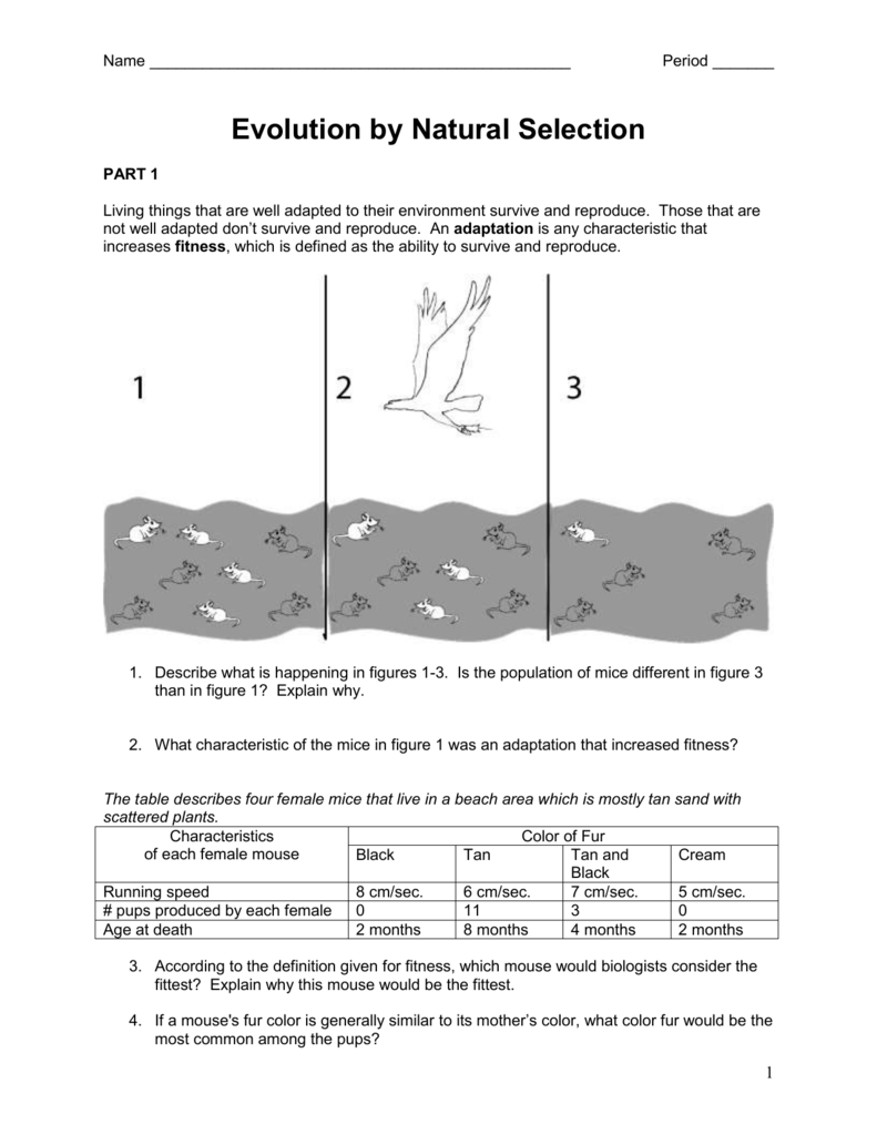 Evolution by Natural Selection Inside Evolution And Natural Selection Worksheet