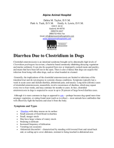 clostridium in dogs