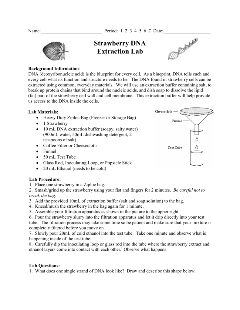 Strawberry DNA Extraction Lab