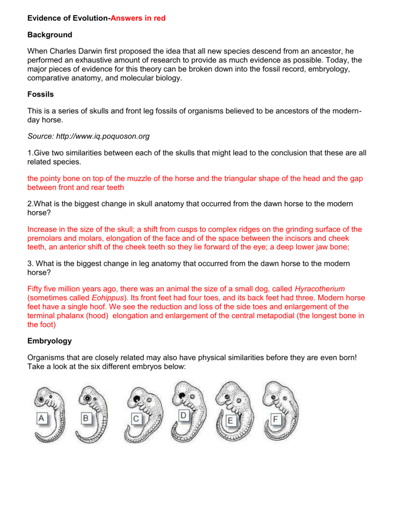 Evidence Of Evolution Worksheet Answer Key Pdf → Waltery Learning